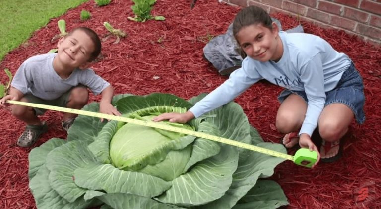 Katie and her giant cabbage