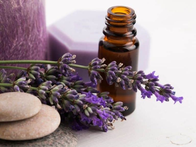 Lavender oil bottle and lavender flowers