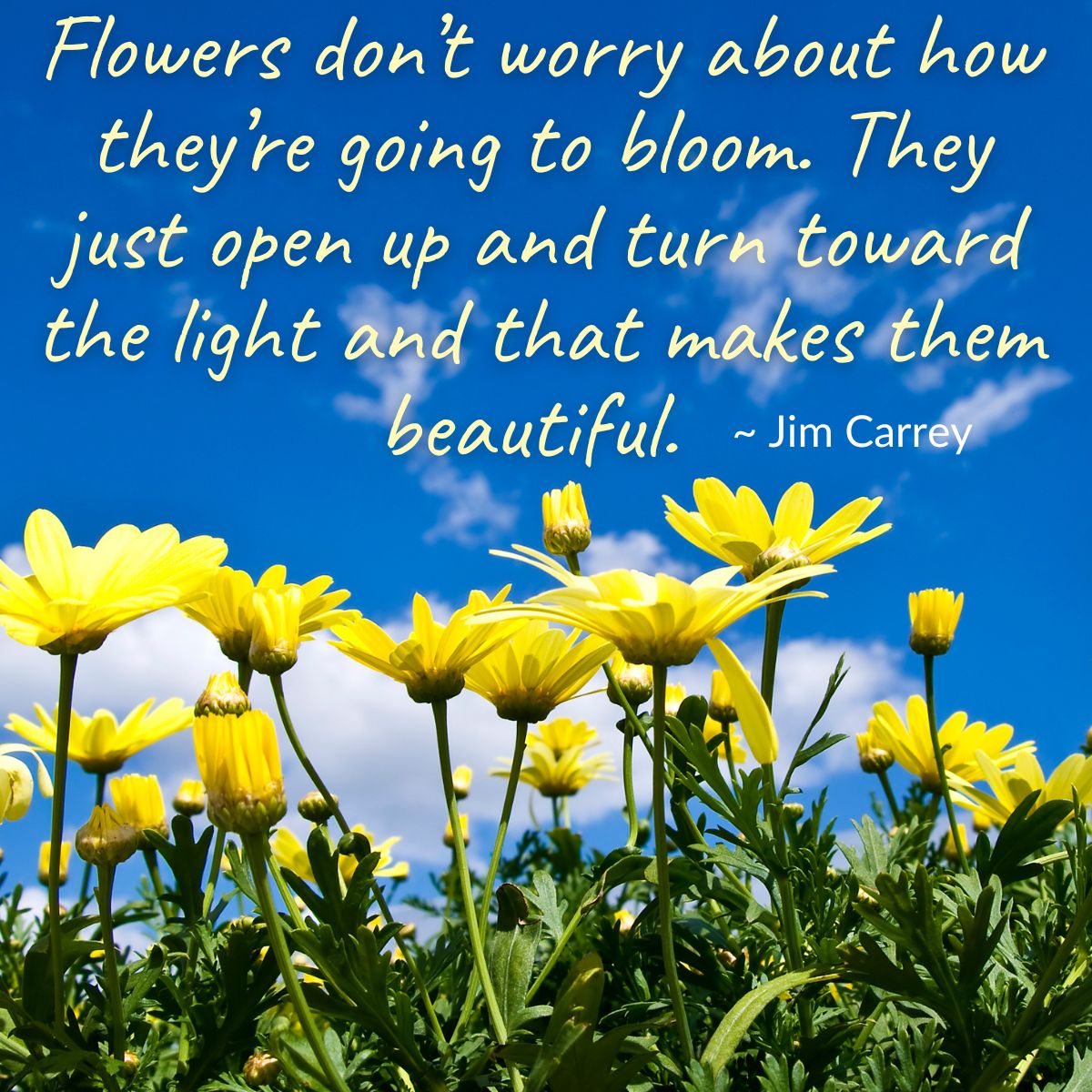 Flowers don’t worry about how they’re going to bloom. They just open up and turn toward the light and that makes them beautiful.  ~ Jim Carrey 