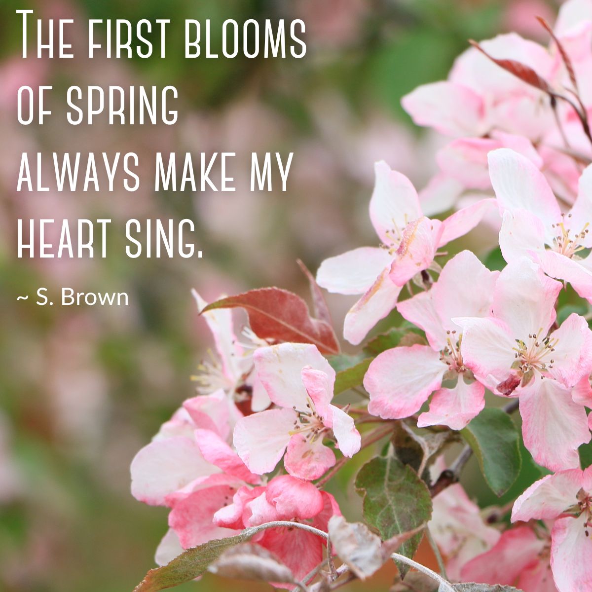 The first blooms of spring always make my heart sing. ~S. Brown