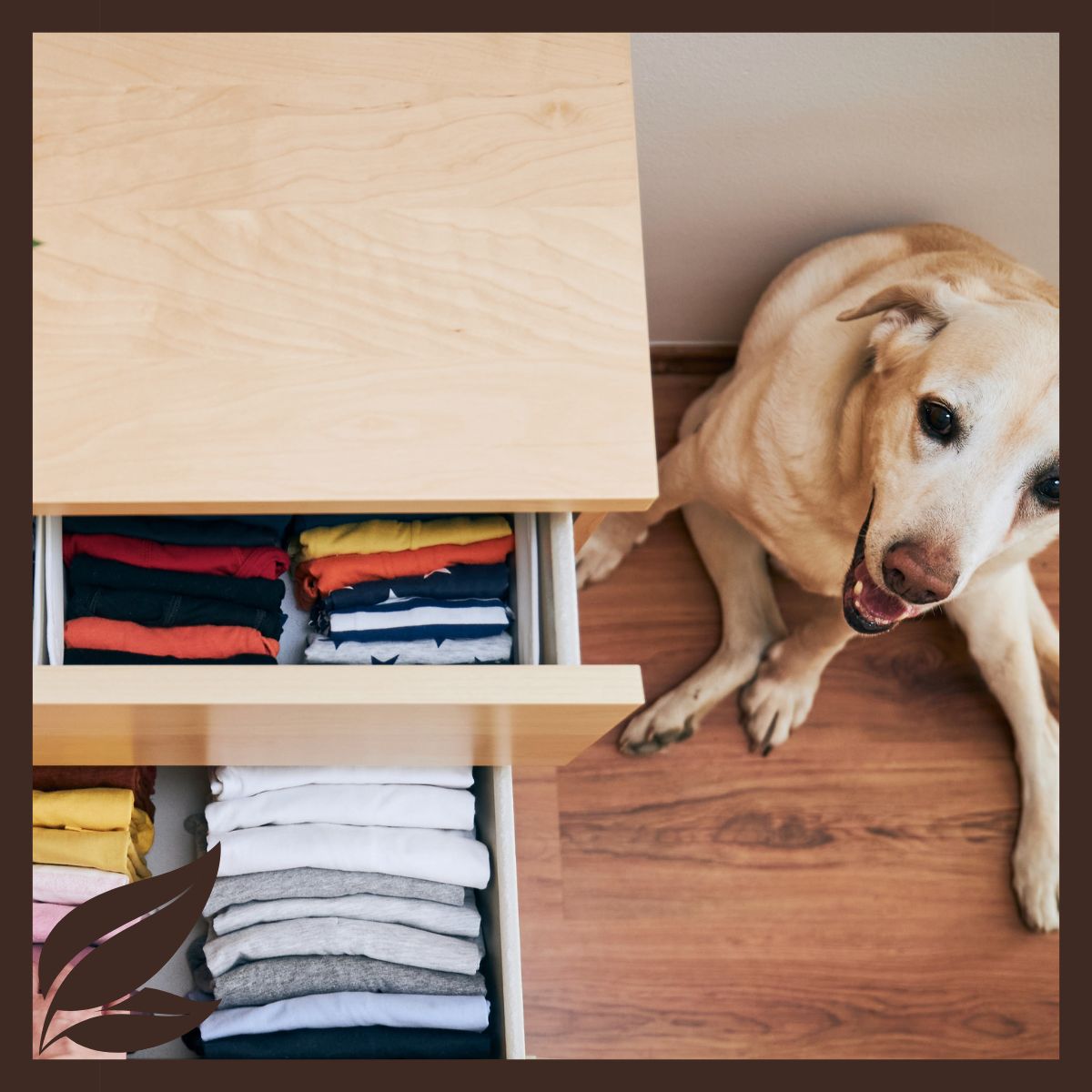 Neatly organized clothes drawers and a dog sitting nearby. 