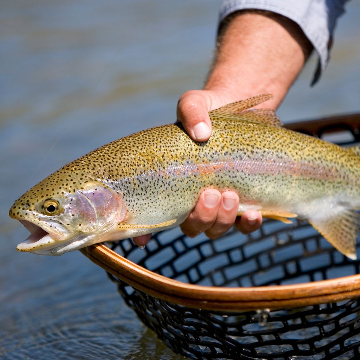 Just caught American brook trout.