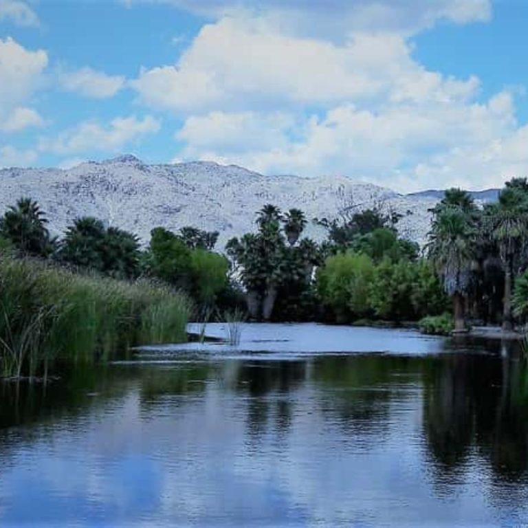 a lake with palms and reeds at its shore and mountains in the background.