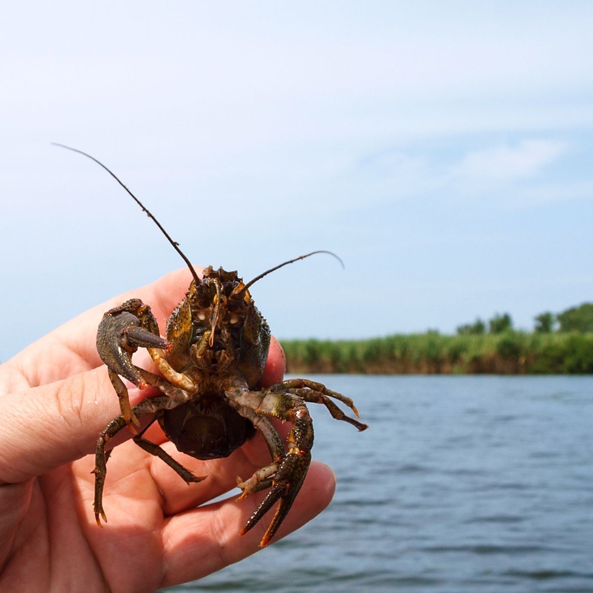 Someone holding a crayfish in their hand