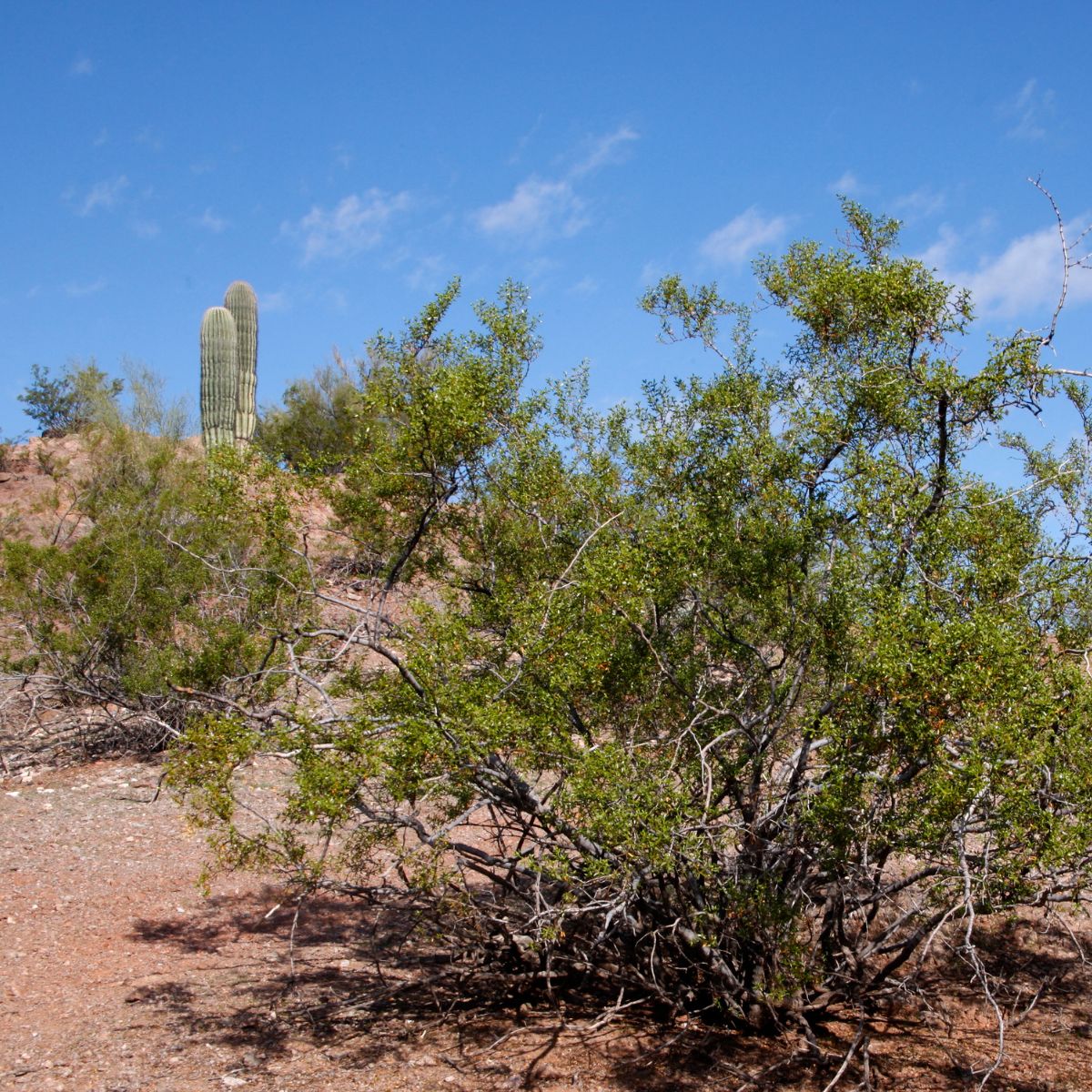 Creosote bush.