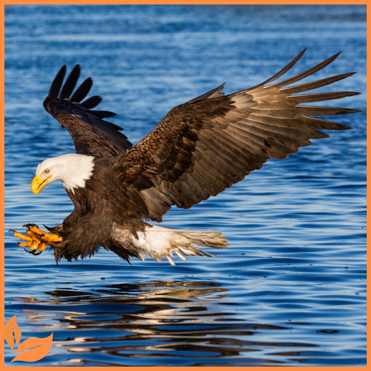 Bald Eagles diving into water.