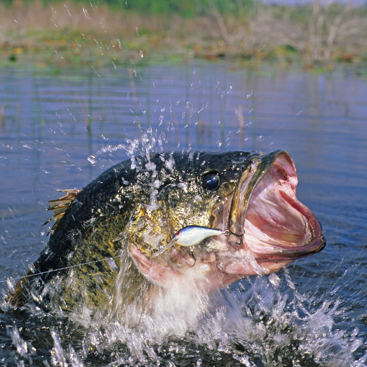 largemouth bass.