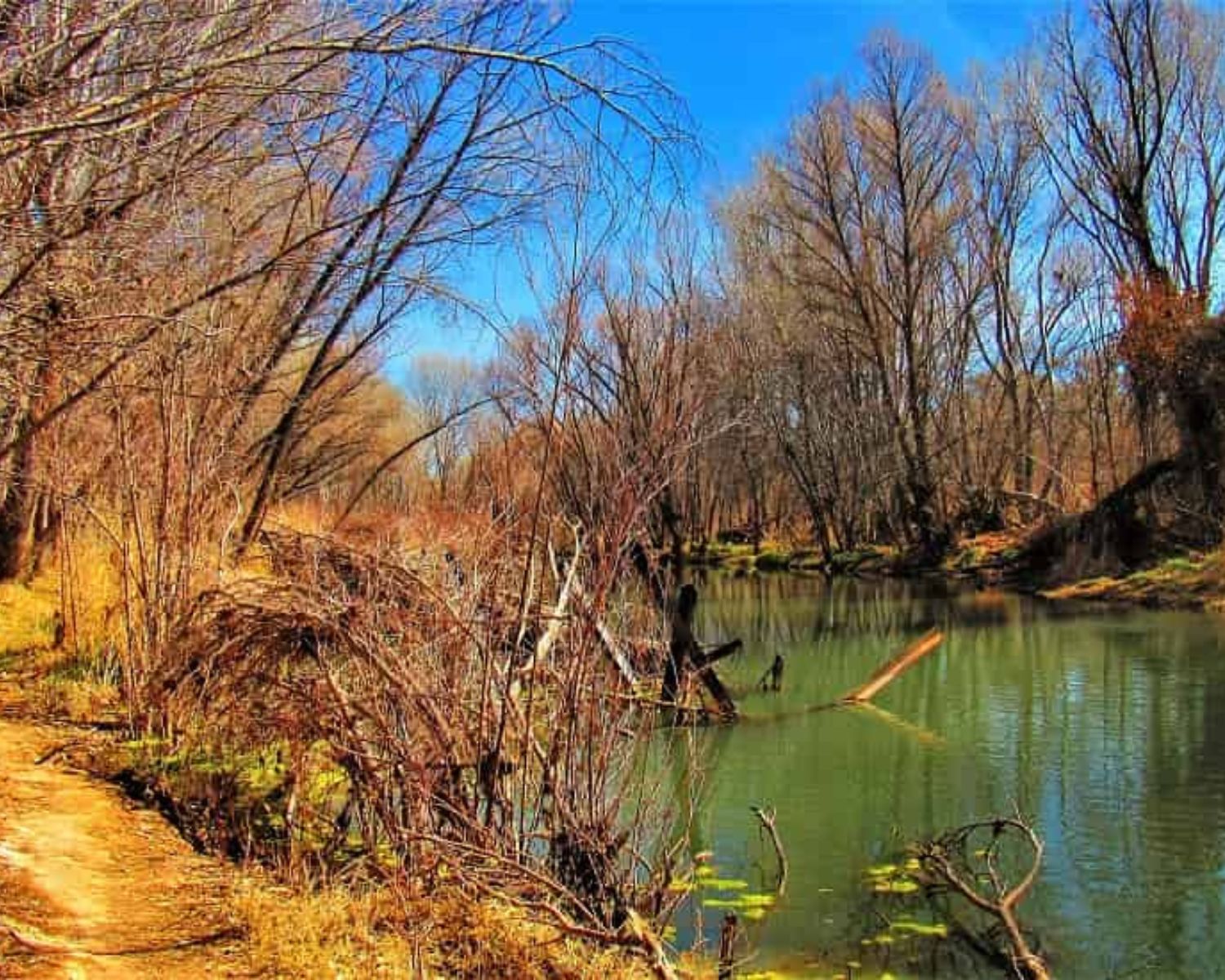 Upstream Verde River Flowing Through Cottonwood AZ