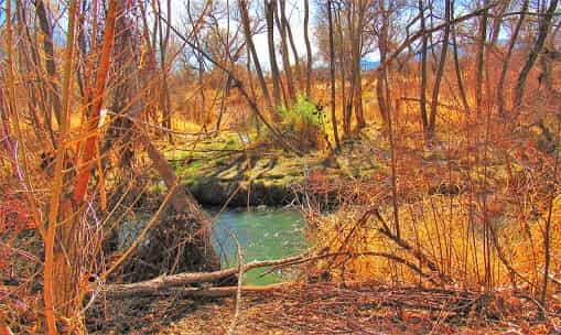 Upstream Verde River Flowing Through Cottonwood AZ.