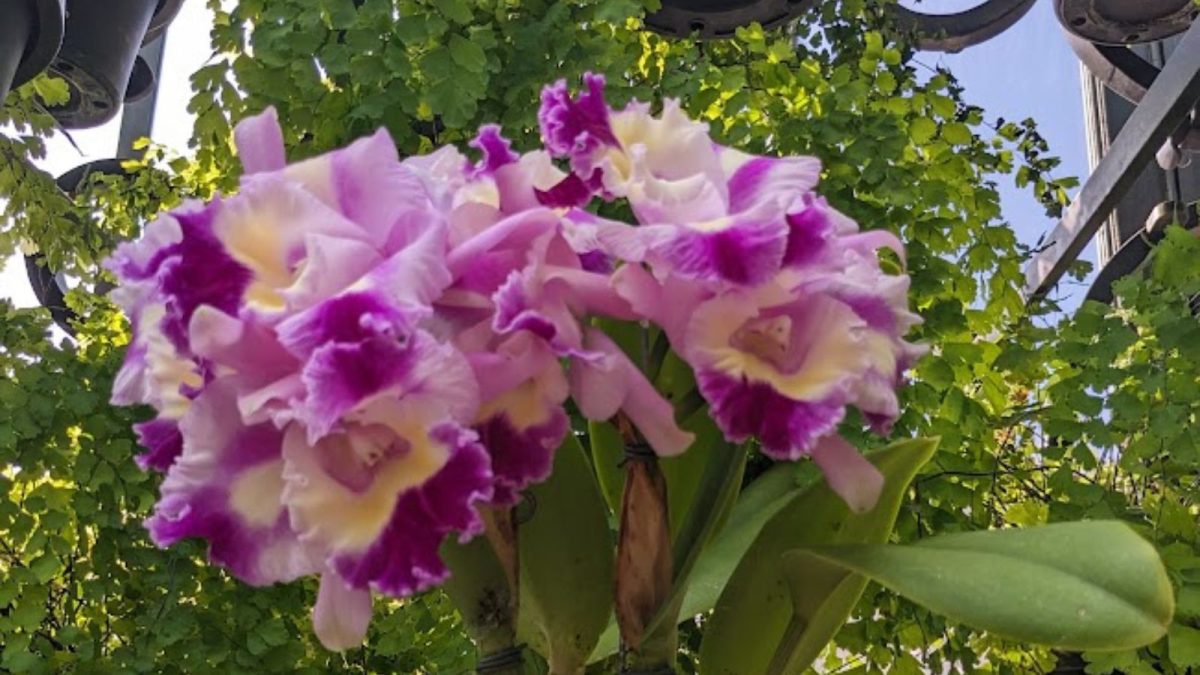 Cattleya Kristi Leigh orchid.