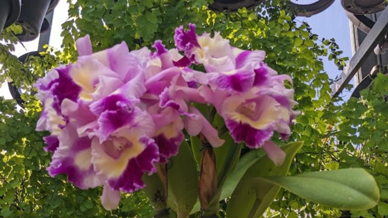 Cattleya Kristi Leigh orchid.