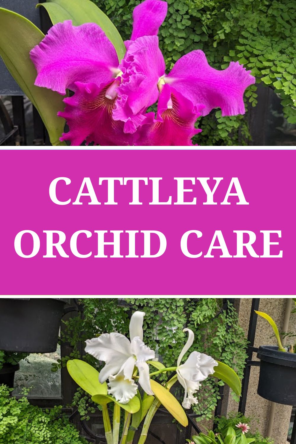 Cattleya Orchid Care.