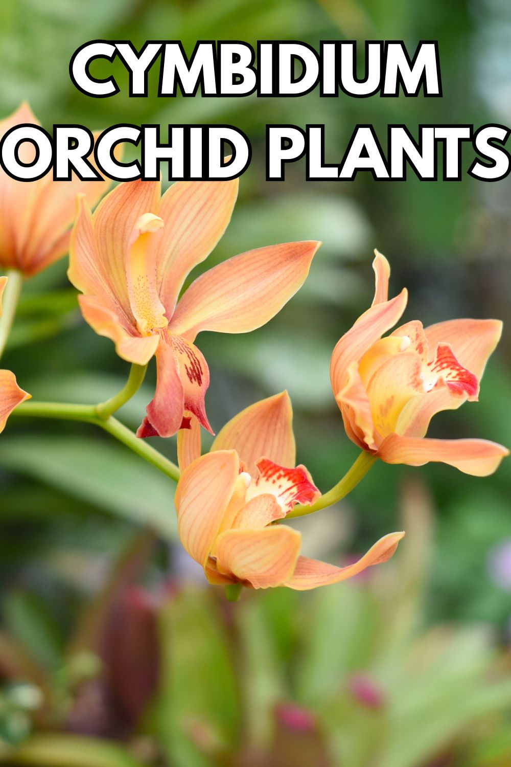 Cymbidium Orchid Plants.