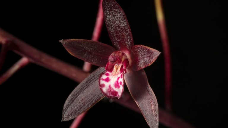 Cymbidium canaliculatum, an almost black orchid flower.
