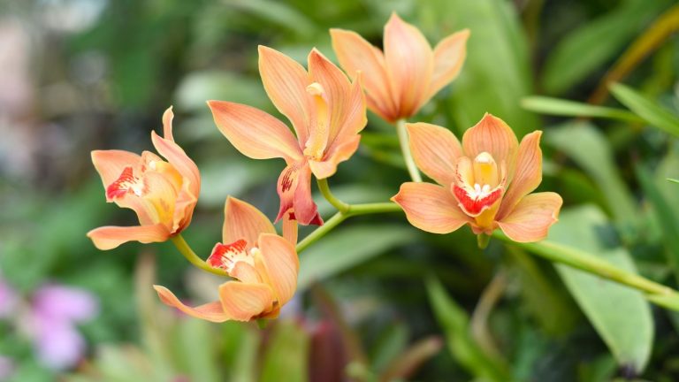 Orange Cymbidium orchid flowers.