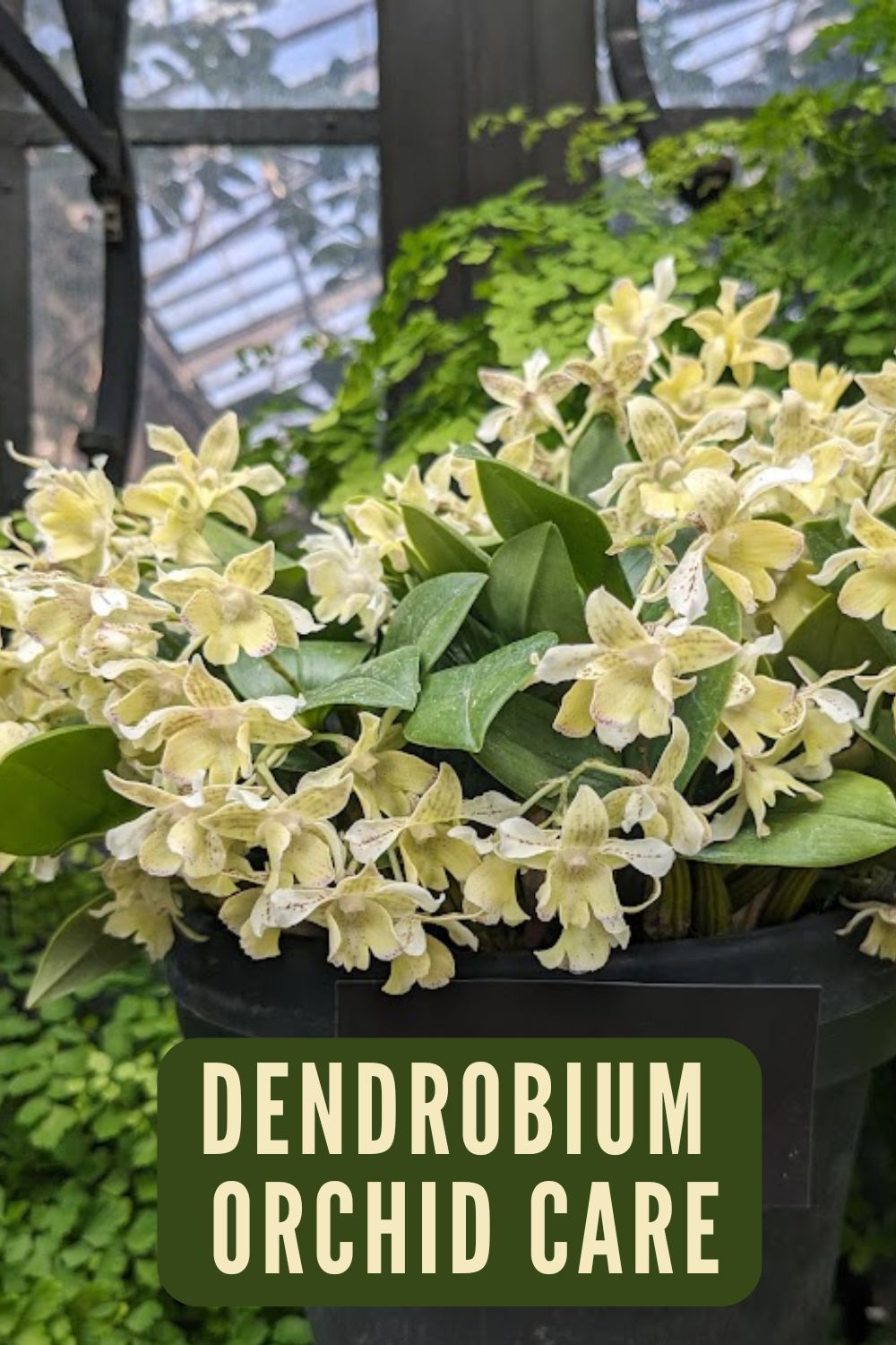 Dendrobium orchid care.