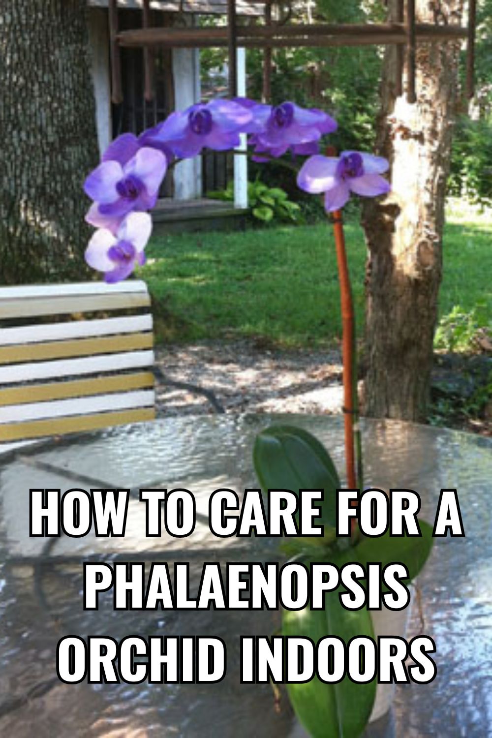 How To Care For A Phalaenopsis Orchid Indoors.