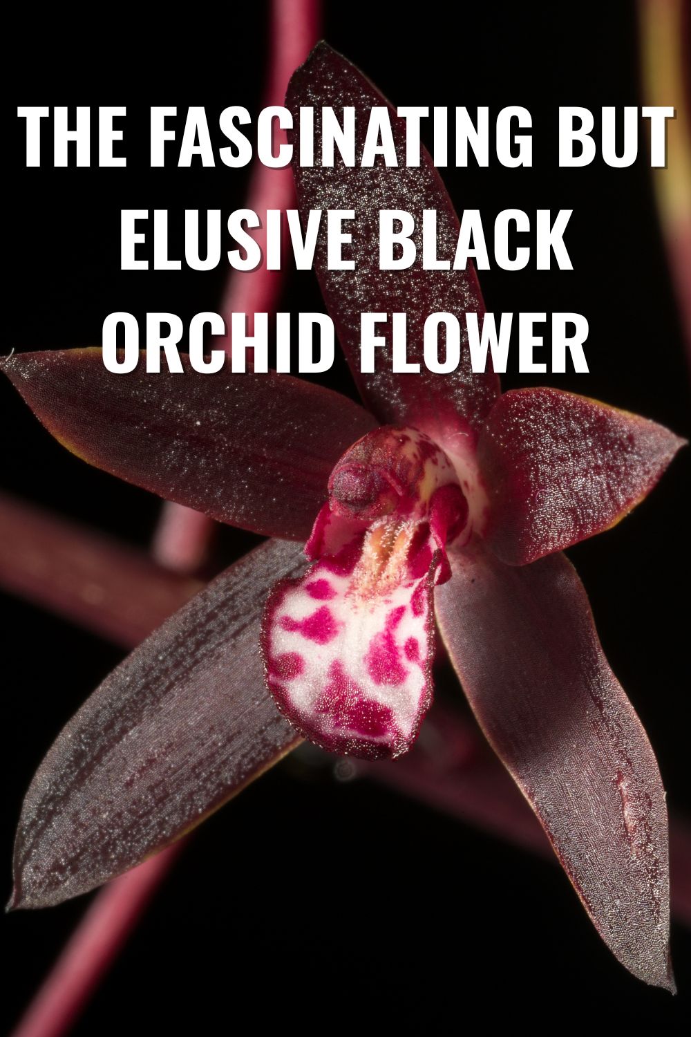 The Fascinating But Elusive Black Orchid Flower