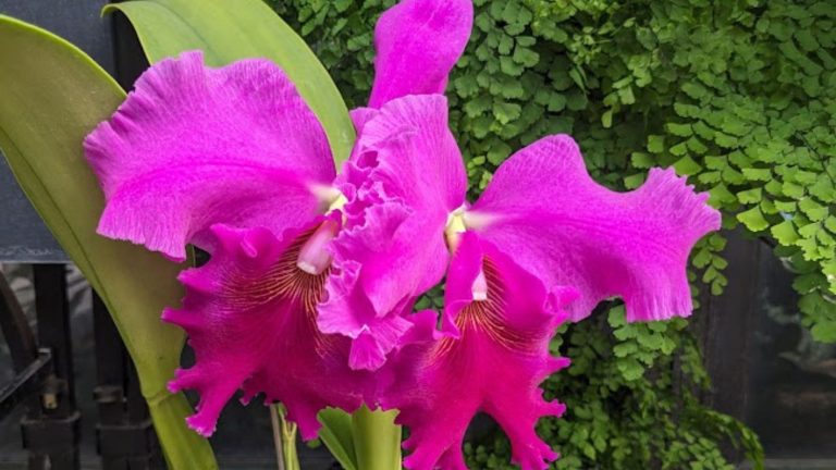 Bright pink Cattleya Betty Creelman.