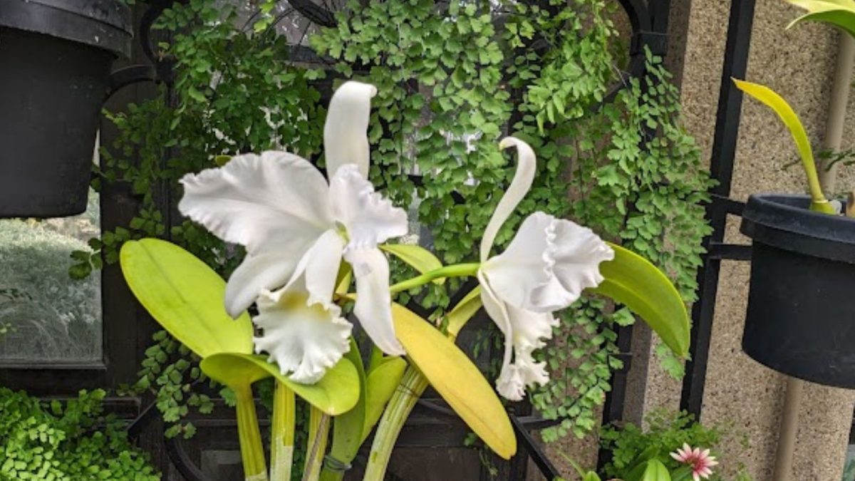 White Cattleya Wendy Paterson.