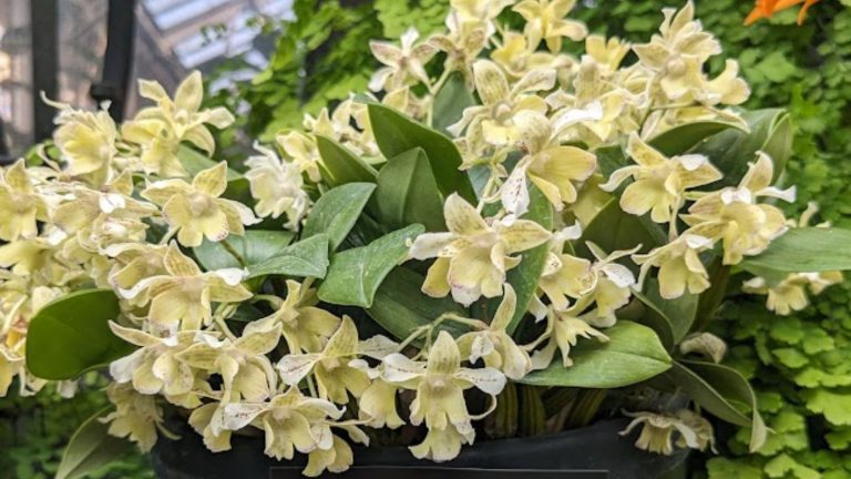 Dendrobium Micro Chip flowers.