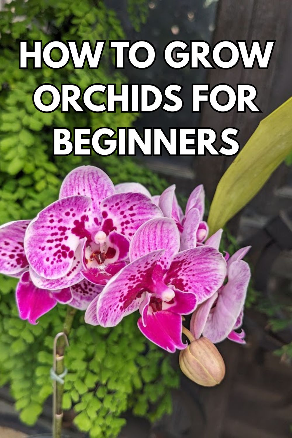 How to grow orchids for beginners.