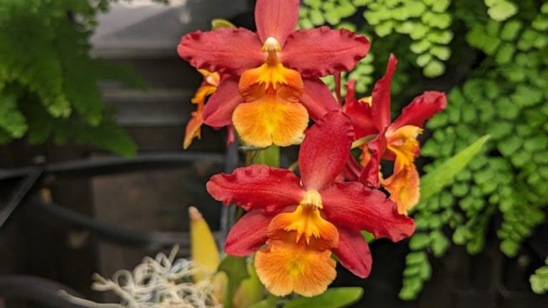 striking orange orchids.