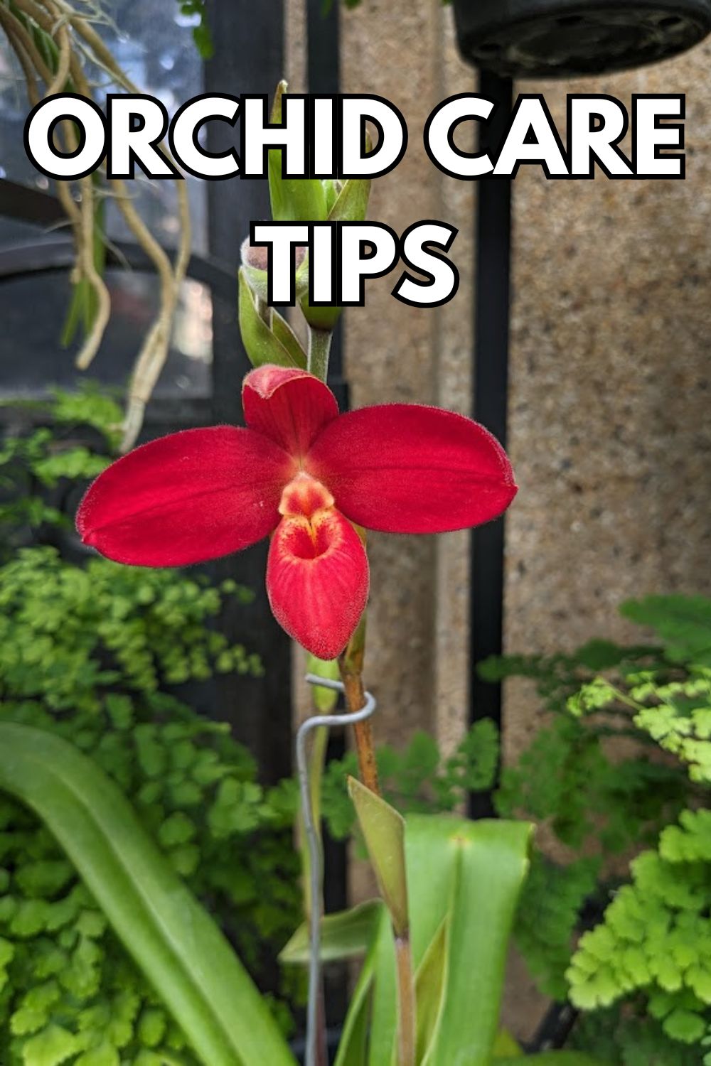 Orchid care tips.