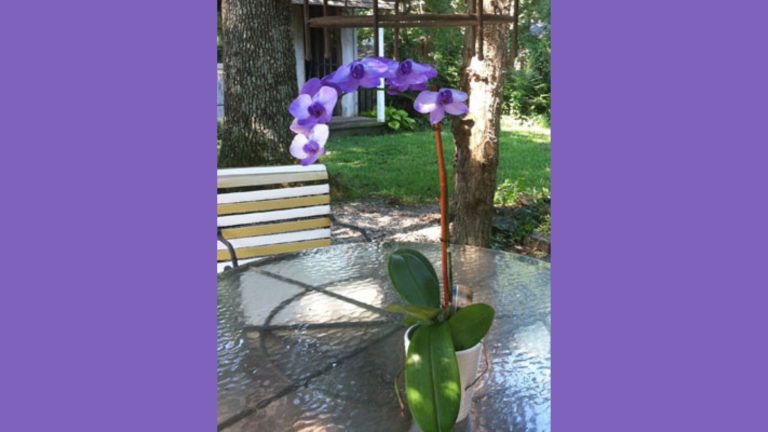 phalaenopsis orchid.