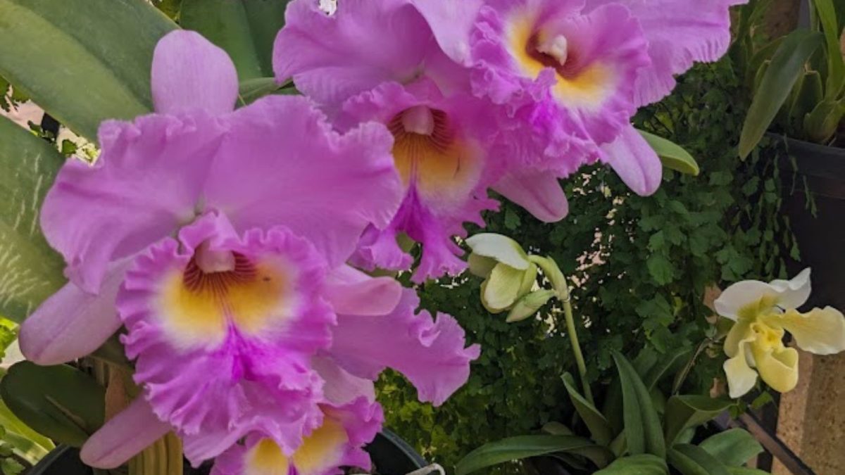 pink Cattleya orchid flowers.