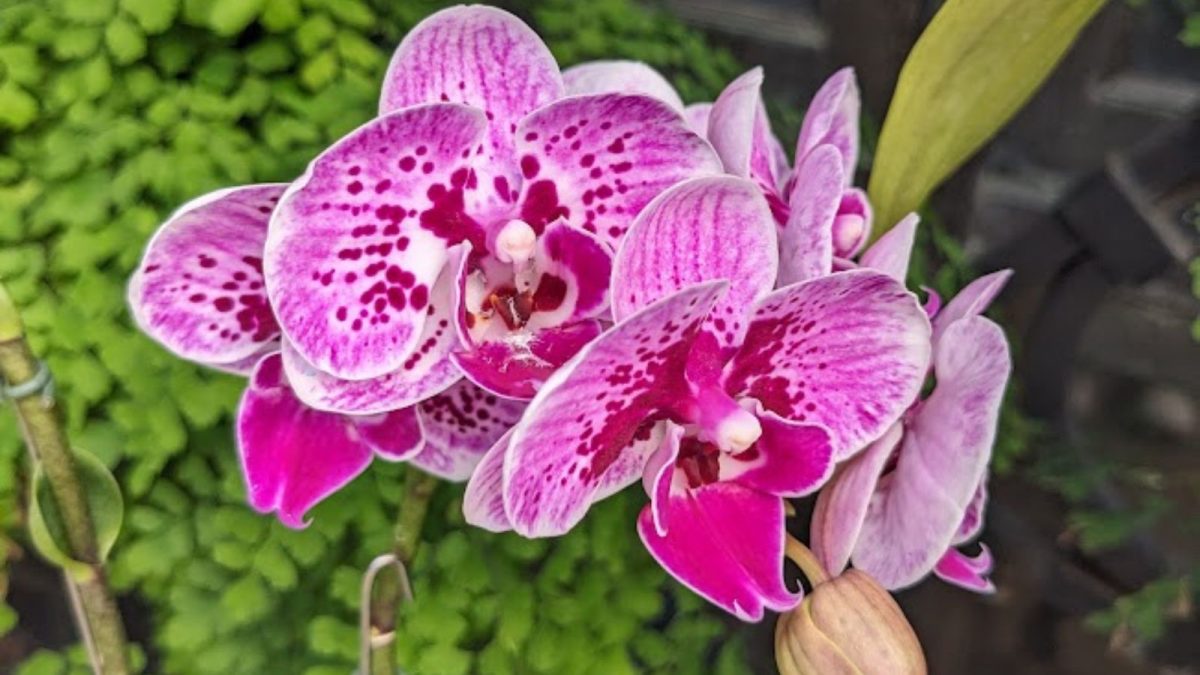 pink orchids.