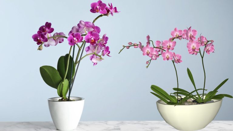 potte4d orchids on a marble table.