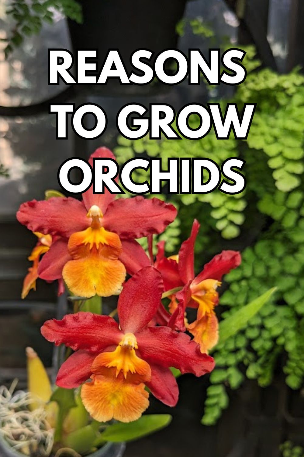 reasons to grow orchids.