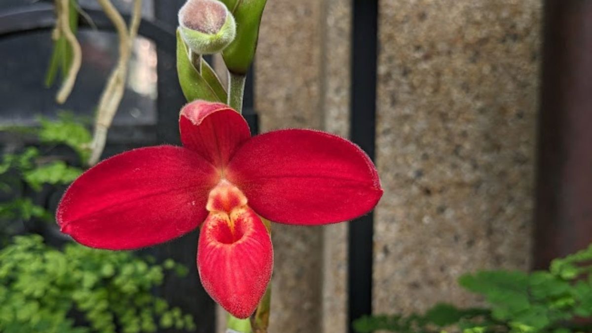 red orchid.