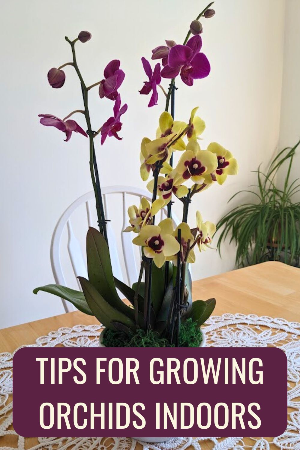 tips for growing orchids indoors - pinterest image