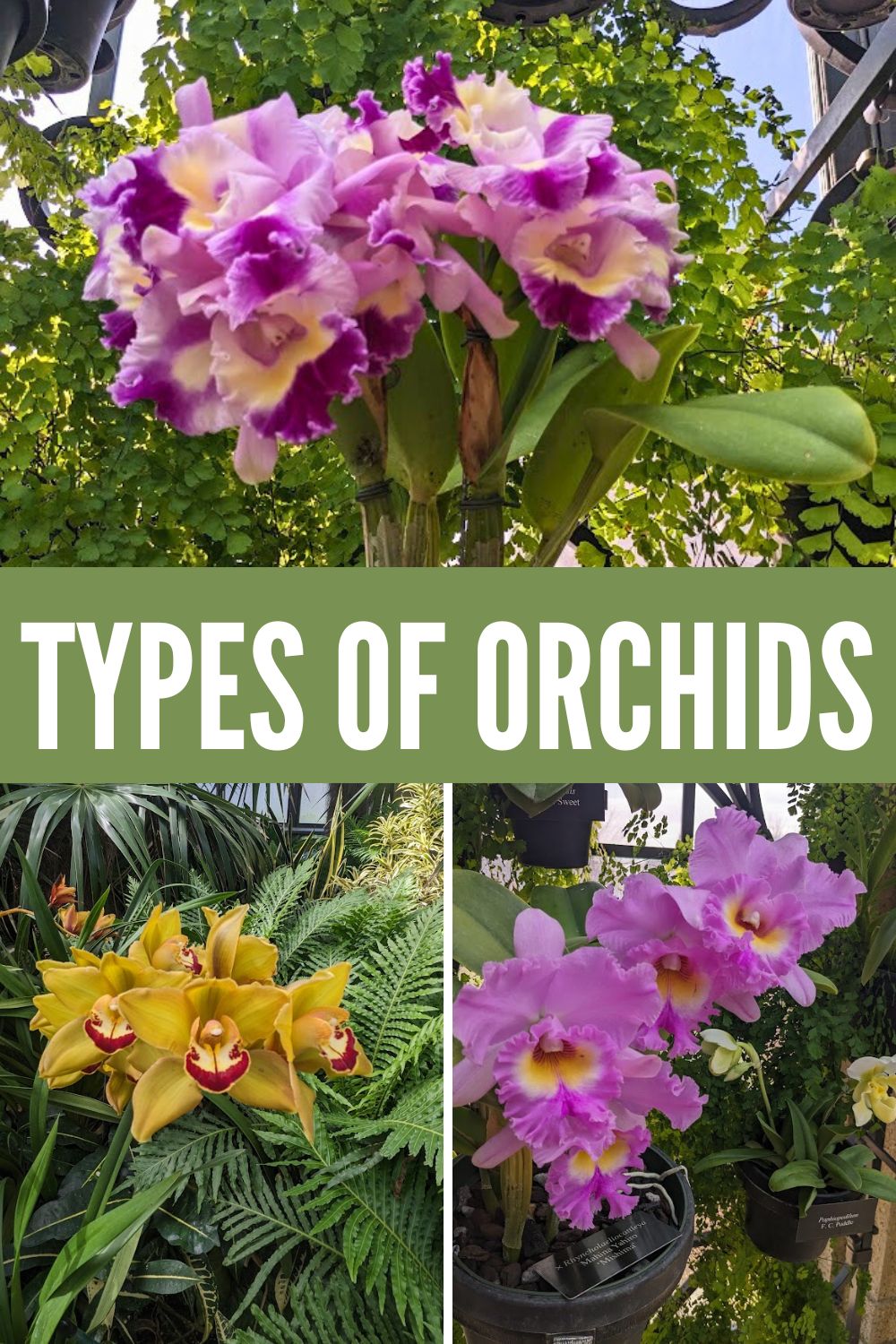 types of otrchids.