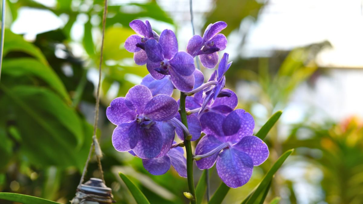 Branch of orchid Vanda against green leaves.