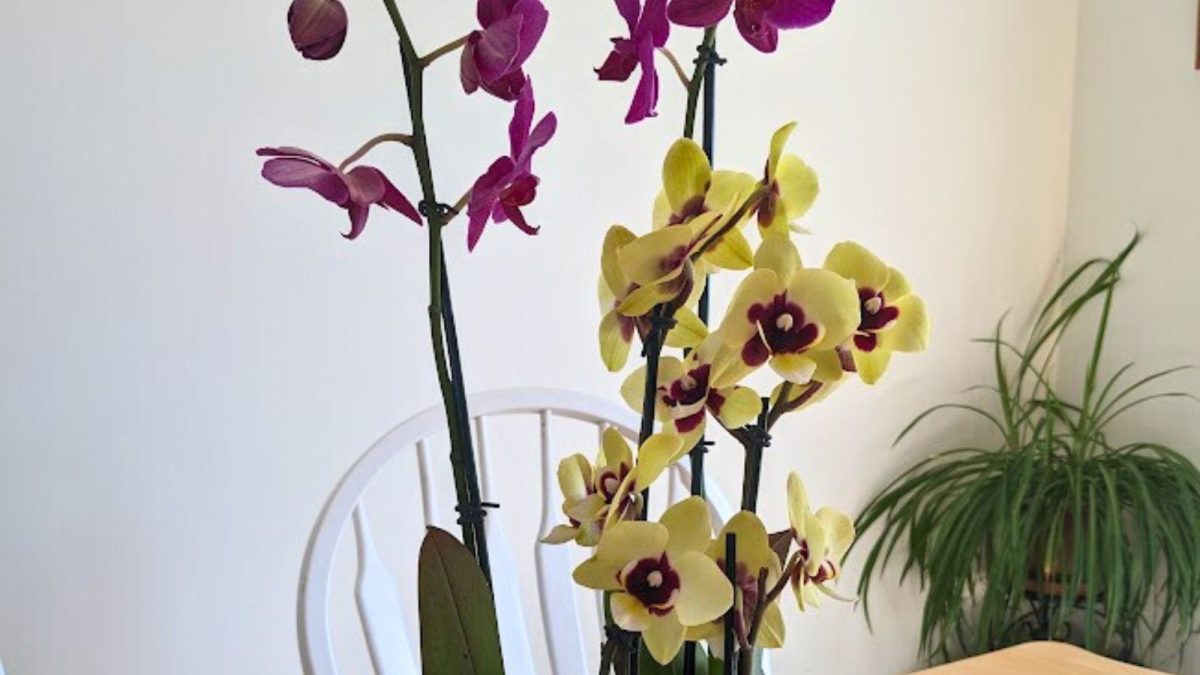 yellow and burgundy orchids on my dining room table.