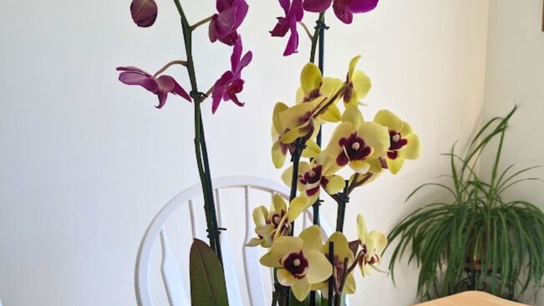 yellow and burgundy orchids on my dining room table.